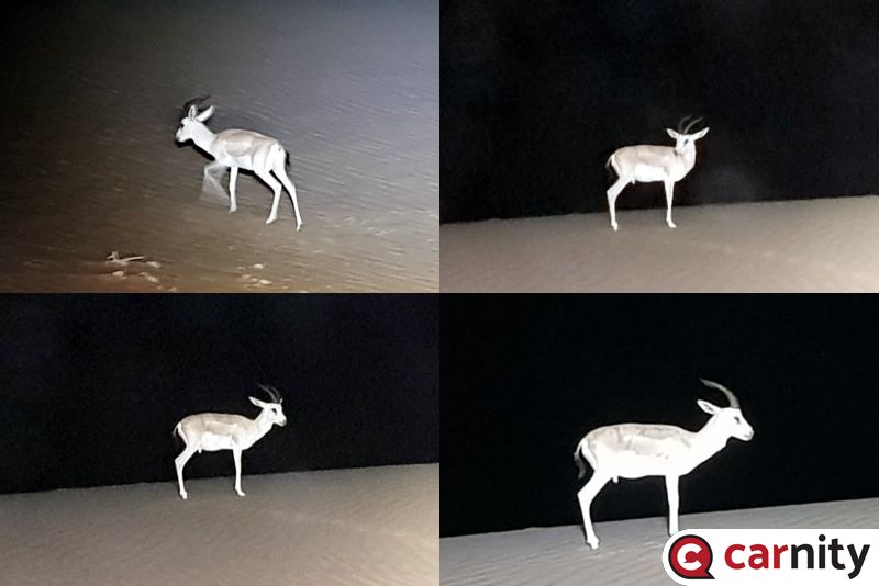 Gazelle posing.jpg