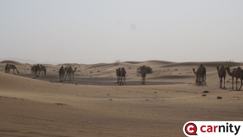 Newbie  - Tawi Nizwa - Sharjah - 09 July 2021