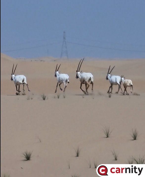 Oryx-2.jpg