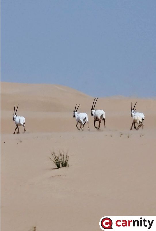 Oryx-3.jpg
