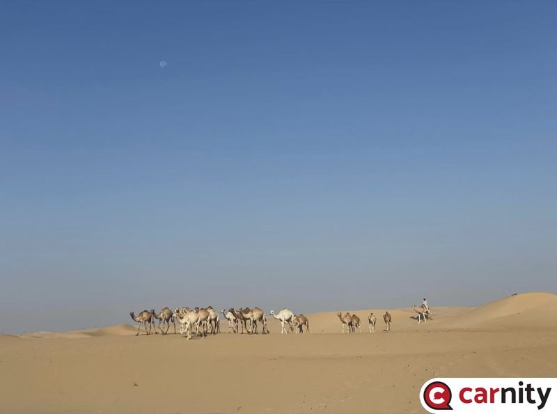 Fewbie - Lisaili Camel Racing - Dubai - 12 Nov 2022