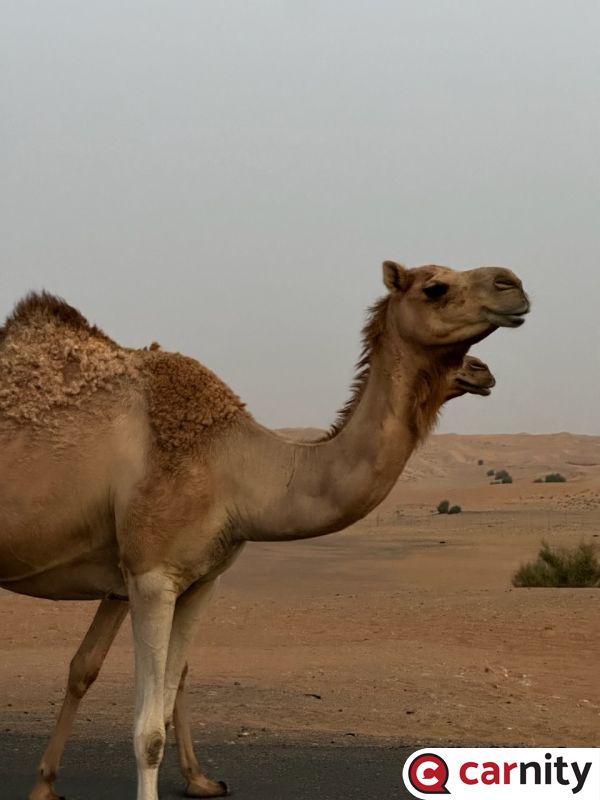 Fewbie Plus -  Murquab to Qudra - Dubai - 10 June 2023