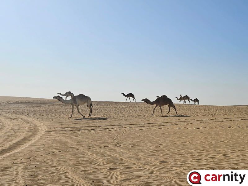 Camel crossing.jpeg